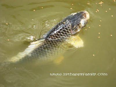 So good :) - carp-fish.jpg